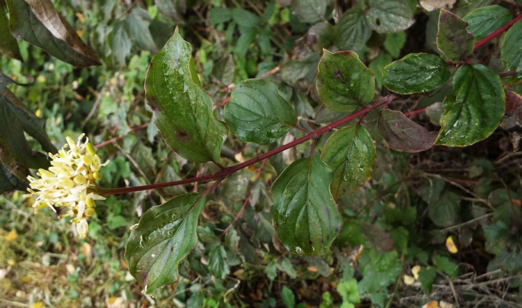 Cornus sanguinea